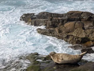 A spotted harbor seal resting on the rocks above the surf