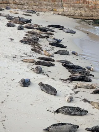 Dozens of harbor seals lying on the sand at the Children's Pool