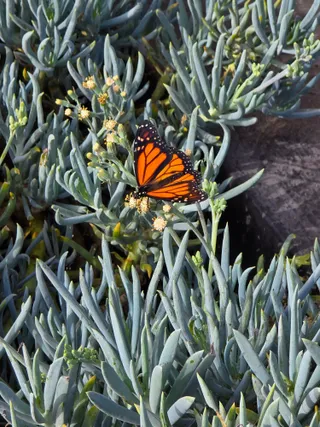 A monarch butterfly on a flowering blue succulent