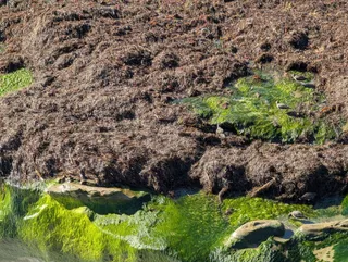 Shorebirds picking through seaweed and green algae at low tide