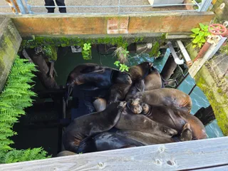 A pile of sea lions sleeping on a dock beneath the waterfront