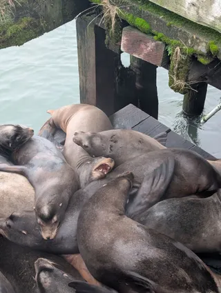 Sea lions piled on a dock, one with its mouth open mid-yawn