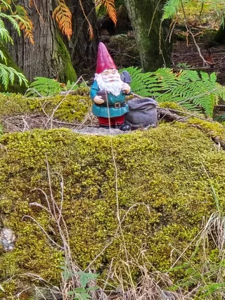 A garden gnome with a red hat standing on a mossy stump among ferns