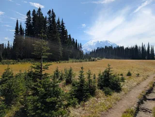 Young firs beside the trail with Mount Rainier beyond the meadow