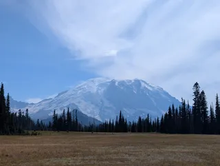 Mount Rainier rising behind a line of trees at the edge of the golden meadow