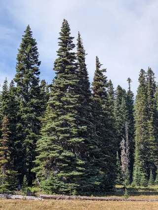 Tall subalpine firs at the edge of the meadow