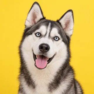 Atlas, a fictional dog reviewer