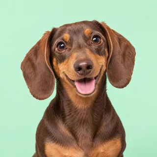 Beans, a fictional dog reviewer