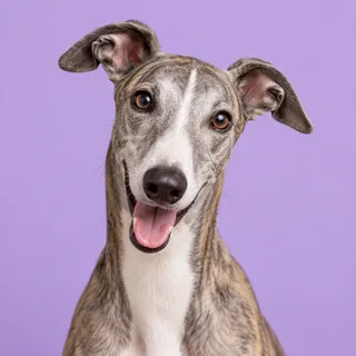 Cleo, a fictional dog reviewer