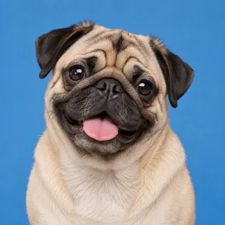Gus, a fictional dog reviewer