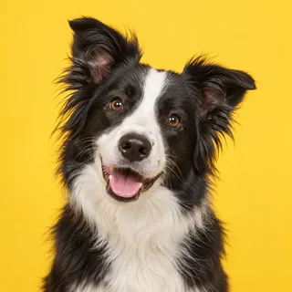 Juniper, a fictional dog reviewer