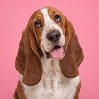 Mabel, a fictional dog reviewer