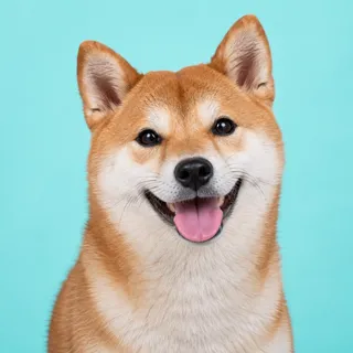 Mochi, a fictional dog reviewer