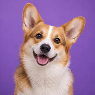 Pickle, a fictional dog reviewer