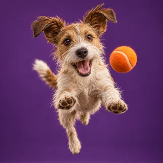 A scruffy terrier leaps toward an orange ball against a rich purple background